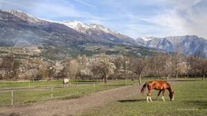 Photo : GBopassions Photos -  Chevaux à Baratier (Hautes-Alpes)