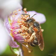 Photo : La Faune et la Flore -  Abeille butineuse au travail