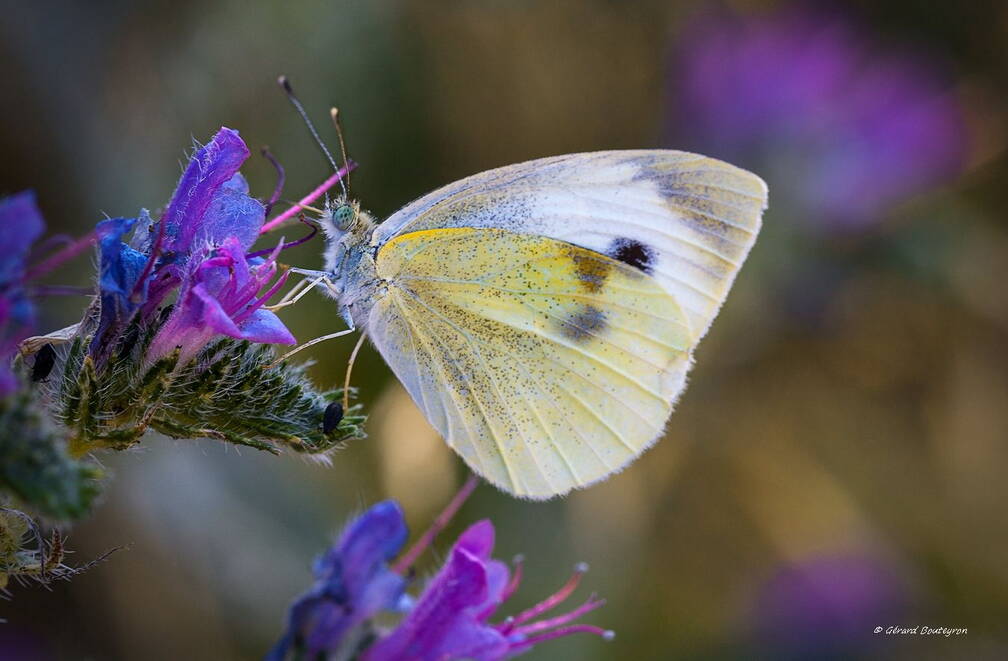 Photo : Accueil - L’Azuré de la badasse (Glaucopsyche melanops)  