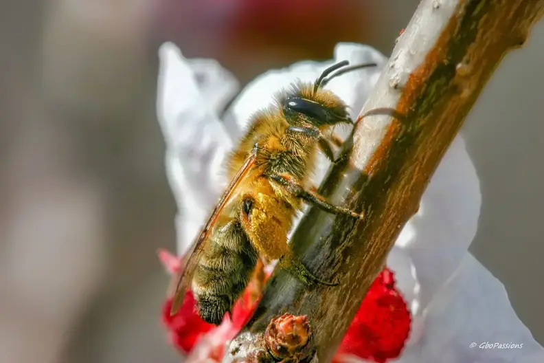 Photo : La Faune et la Flore -  Repos après un butinage intensif.