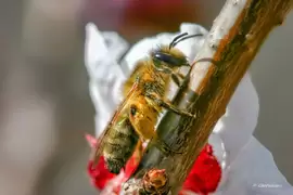 Photo : La Faune et la Flore -  Repos après un butinage intensif.