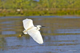 Photo : La Faune et la Flore -  L'aigrette Garzette 