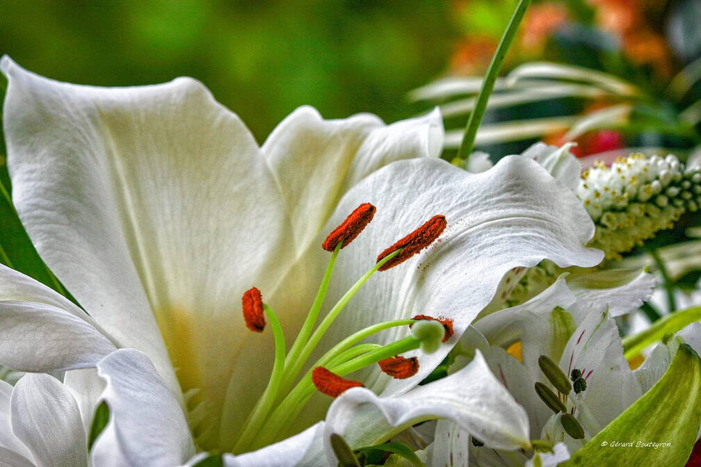 Photo : 72 Mieux notées - Fleur de lys La blancheur de la fleur de lis symbolise toujours la pureté, l’innocence.<br />
Cadeau de la fête des Mamies.