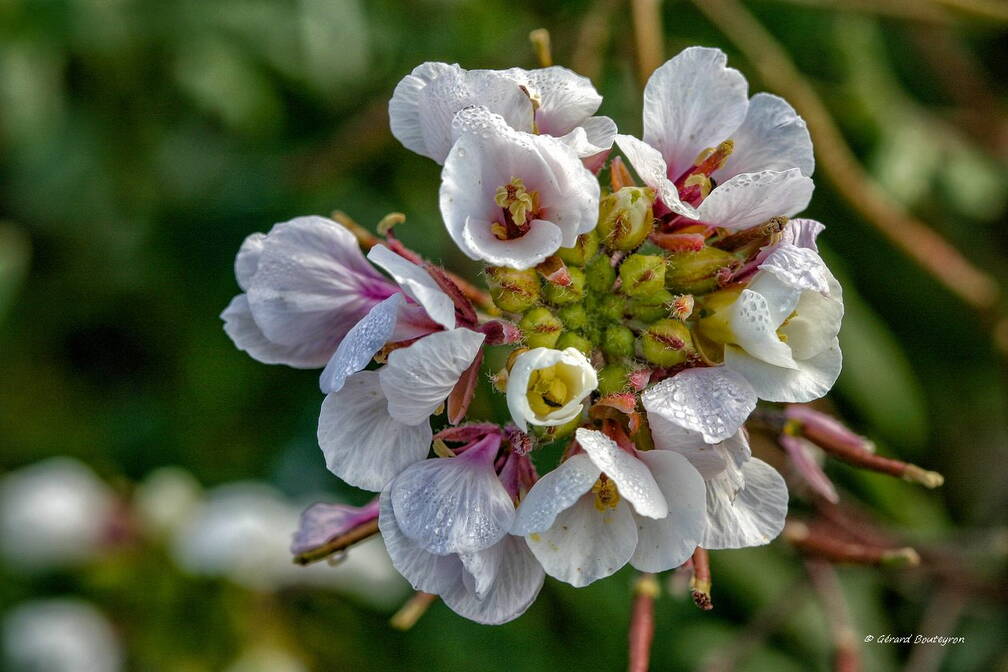 Photo : Accueil - Au détour d'un bosquet dans la colline Malgré mes recherches, je n'ai pas pu identifier cette fleur.