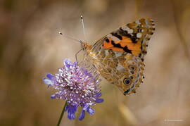 Photo : La Faune et la Flore -  La Belle-Dame ou Vanesse des chardons