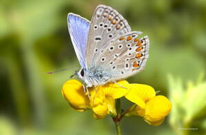 Photo : GBopassions Photos -  L’Azuré bleu céleste ou Bel-Argus (Lysandra bellargus) 