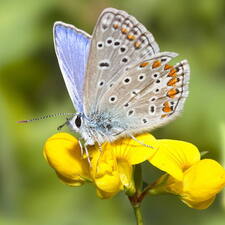 Photo : GBopassions Photos -  L’Azuré bleu céleste ou Bel-Argus (Lysandra bellargus) 