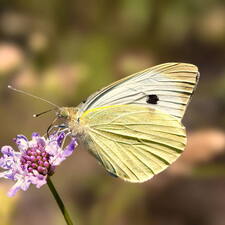 Photo : GBopassions Photos -  La Piéride du chou (Pieris brassicae) 