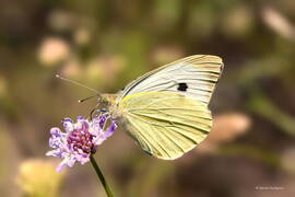 Photo : La Faune et la Flore -  La Piéride du chou (Pieris brassicae) 