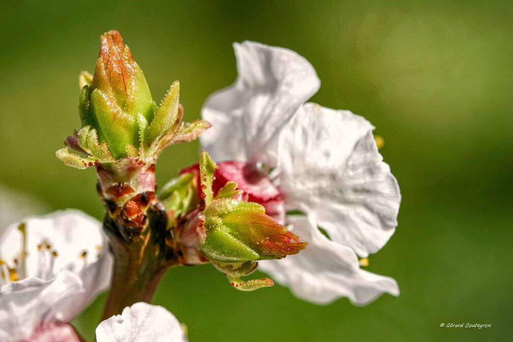 Photo : 72 Mieux notées - La promesse de l'abricotier Après les fleurs, les feuilles apparaissent.<br />
Dans trois mois les abricots seront mûrs.