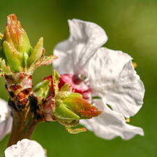 Photo : GBopassions Photos -  La promesse de l'abricotier