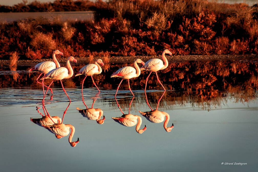 Photo : Accueil - Fos-sur-Mer, étang de l'estomac ​Un groupe de flaman​ts rose​s​ en balade, se reflète dans l'eau de l'étang.