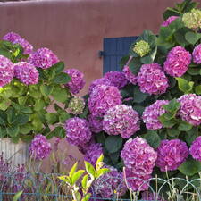 Carro-Maison-Hortensias.jpg