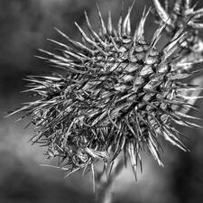 Photo : Paysages en Noir & Blanc -  Chardon des ânes