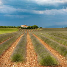 Photo : Paysages en couleur -  Plateau de Valensole