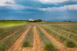 Photo : Paysages en couleur -  Plateau de Valensole