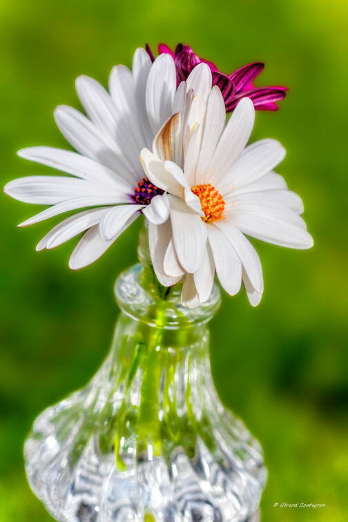 Photo : Sorties ou Ateliers en groupeAteliers sur le thème trois - Trois couleurs, trois 
Osteospermums La marguerite africaine ou marguerite du cap.