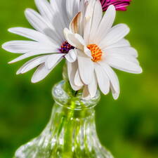 Photo : Ateliers sur le thème trois -  Trois couleurs, trois 
Osteospermums