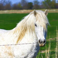 Maison-cheval-Camargue.jpg