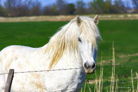 Photo : En Camargue au Mas de la Cure -  L'environnement du mas de la cure