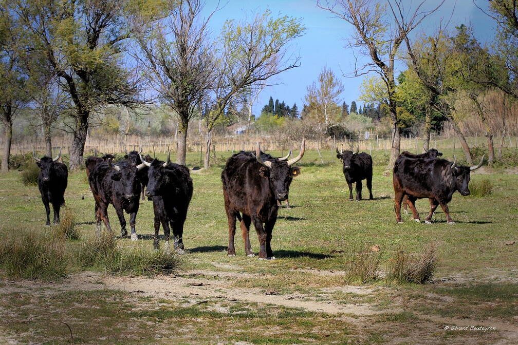 Photo : Sorties ou Ateliers en groupeEn Camargue au Mas de la Cure - Sur le chemin allant vers les Saintes Maries de la Mer 