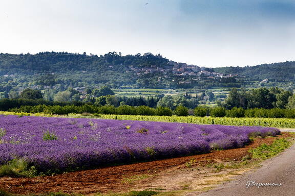 Photo : A la rechreche des lavandes en fleurs -  P​rés de la gare de Bonnieux: