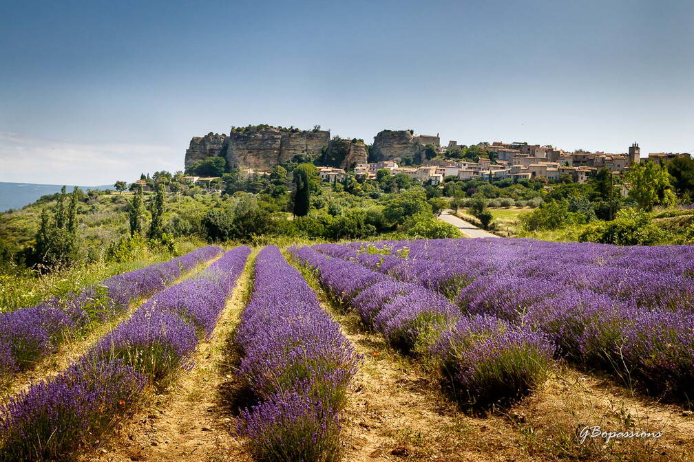 Photo : Sorties ou Ateliers en groupeA la rechreche des lavandes en fleurs - La lavande dirige notre regard vers le village de  Saignon 