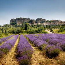 Photo : A la rechreche des lavandes en fleurs -  La lavande dirige notre regard vers le village de  Saignon