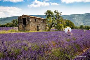 Photo : GBopassions Photos -  Monique la dame à l'ombrelle dans les lavandes en fleur