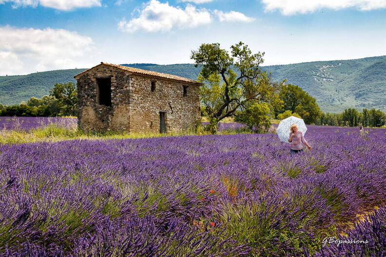 Photo : A la rechreche des lavandes en fleurs -  Monique la dame à l'ombrelle dans les lavandes en fleur