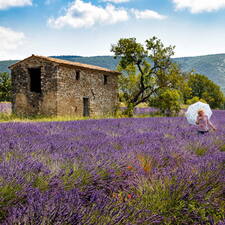 Photo : A la rechreche des lavandes en fleurs -  Monique la dame à l'ombrelle dans les lavandes en fleur