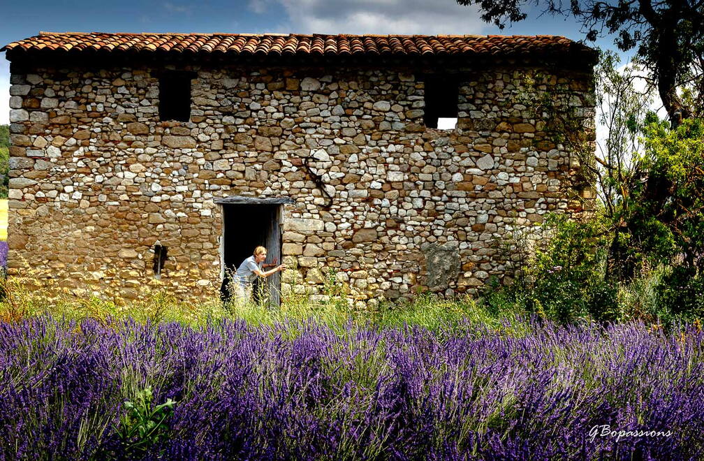 A la rechreche des lavandes en fleurs - Geneviéve​ prend la pose et  rejoue une scène du film 